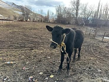 Услуги ветеринара: Продаю | Тёлка | На откорм | Привязанные — 8