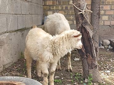 продаю коз: Продаю | Коза (самка) — 4