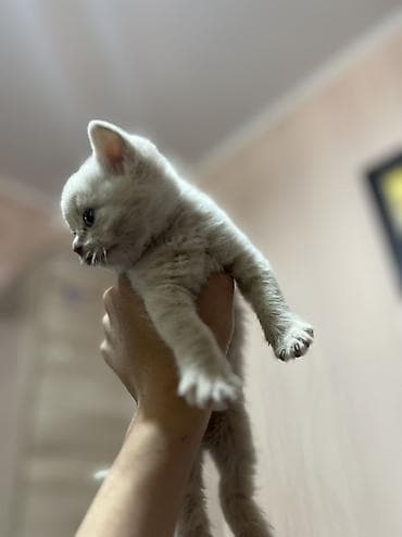 Продажа кошек: Шотландские вислоухие котята (Scottish Fold) дата рождения: 15.03.2026 — 9