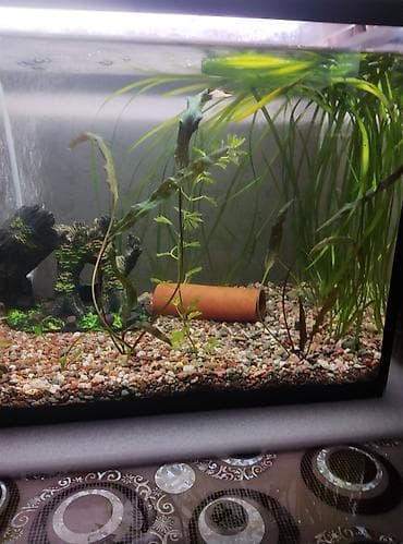 насос для аквариума бишкек: Продам аквариум полный комплект параметры аквариума 51 см длина — 1