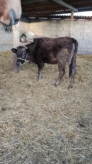 вареная кукуруза: Продаю | Музоо, торпок | Полукровка | На откорм | Привязанные — 4