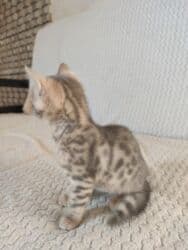 котята саванна купить: Бенгал, 2 айлык, Эркек, Лотокко барууга үйрөтүлгөн — 6