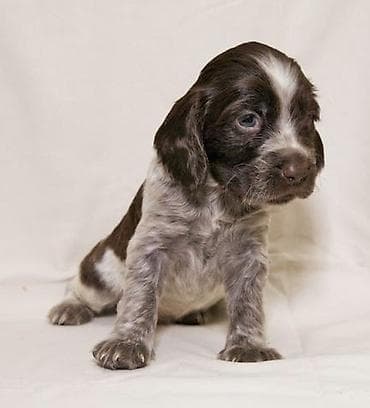 Аквариумы: Щенки русский Спанель мальчики с красивым крапом и яркими отметинами — 1