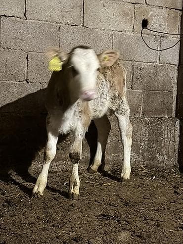 корма для крс: Продаю | Музоо, торпок | Симментальская | На откорм | Искусственник — 2