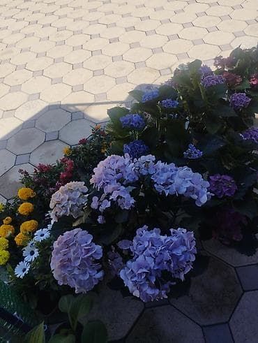 продажа аквариума: Садовый центр/питомник растений и товаров для сада - Широкий выбор — 2