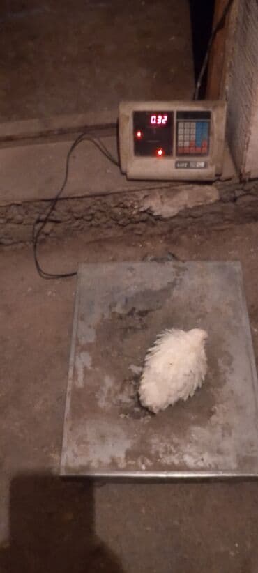 домик для кролика: Перепелка от суточных до несушек вывод каждые 3дня маточное поголовье — 5