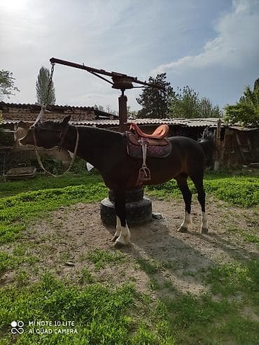 продаю жеребенка: Продаю | Конь (самец) | Рабочий — 2