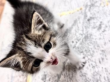 Кошки: Котёнок, короткошёрстный, окрас табби с белым. Описание: - Возраст на — 3