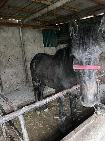 черно пестрый: Продаю | Конь (самец) | Рабочий — 6