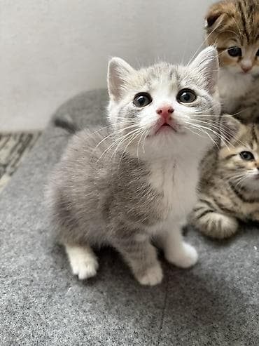 Мышыктар: Котята из одного помёта. Породы/тип: - Шотландские вислоухие (рыжие — 3