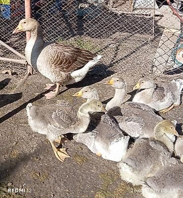 бенгальская кошка цена бишкек: Продаю месячных гусят, породы: серая крупная. Родители, с Перьми — 1