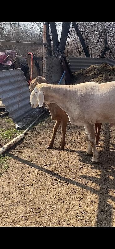 баран кант: Продаю | Баран (самец) | Арашан | Для разведения — 7