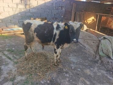 щенки стаффордширского терьера: Продаю | Бык (самец) — 4