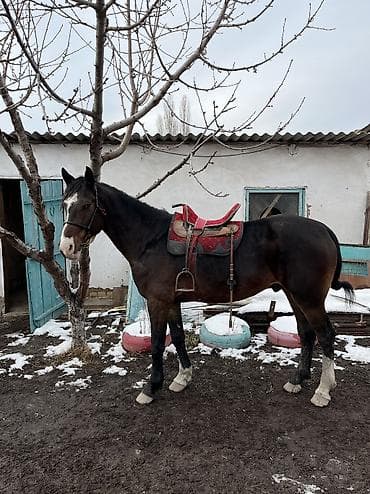 конь лошадь: Продаю | Жеребец | Для разведения, Конный спорт — 3