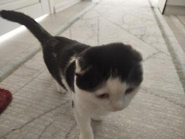 Животные: Шотландская вислоухая кошка (Scottish Fold) — 1