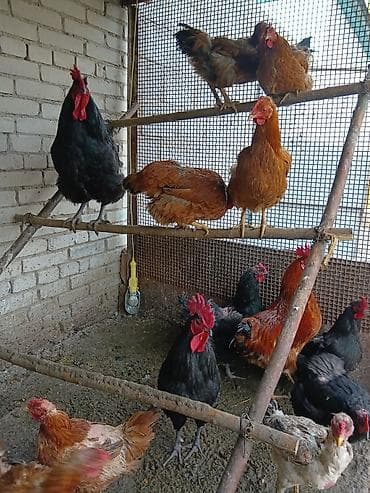 журавль: Продаю — 7