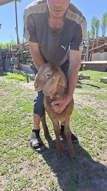 собака як: Продаю | Ягненок | На забой | Племенные — 1