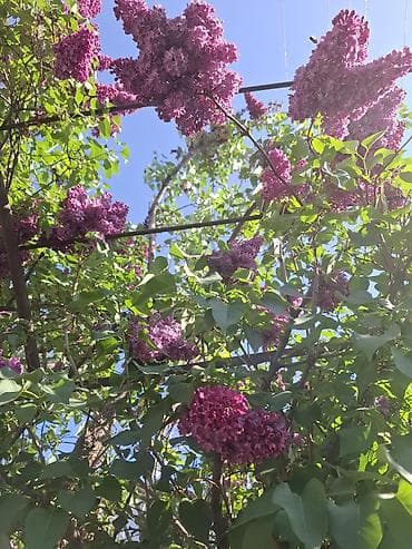 говядина мясо: Сирень кустовая, насыщенно-фиолетовые соцветия - Сортовая сирень с — 2