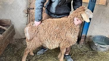 курдючный баран: Продаю | Овца (самка) | Для разведения | Племенные — 2