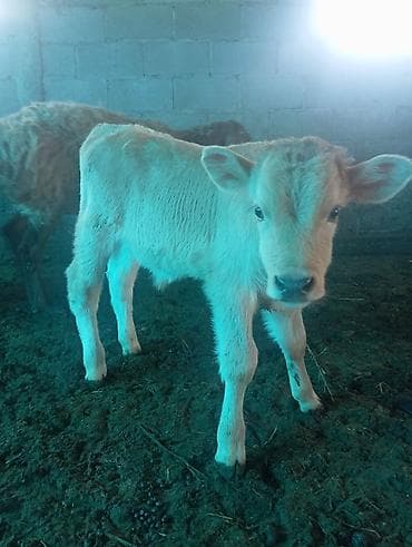 кукуруза белая: Продаю | Бык (самец), Тёлка | Швицкая | На откорм, Для разведения — 3