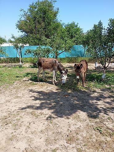 краснохвостый жако: Ослы (пара) Описание: - Домашние ослы, ручные, спокойные, пасутся на — 3