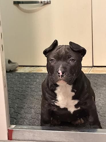 звонок собака фото: Американский булли, 3 месяца, Самка — 3