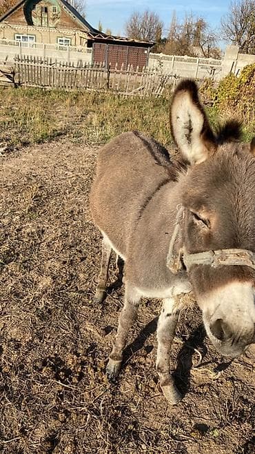 уйдун башы: Осёл — 3