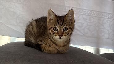 Мышыктар: Котёнок, короткошёрстный, тигровый (табби) окрас: тёплые коричневые — 1