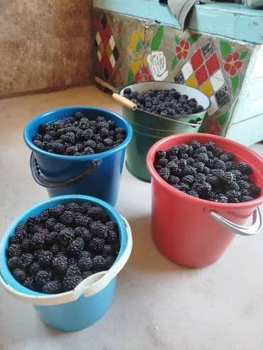 электрический матрас с подогревом бишкек: Ежевика В розницу, Самовывоз — 2