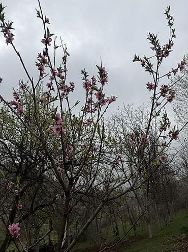 жер участок сатылат бишкек: 15 соток, Курулуш, Кызыл китеп, Техпаспорт, Сатып алуу-сатуу келишими — 1