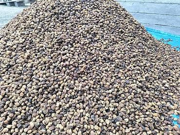 абрикос: Баткенской кургатылган натуральный орук как бар 1 тона только Оптом — 4