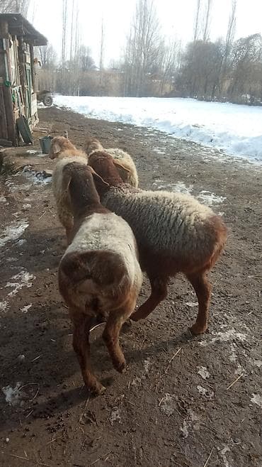 Кошки: Продаю | Овца (самка) | Полукровка | Для разведения | Матка — 2