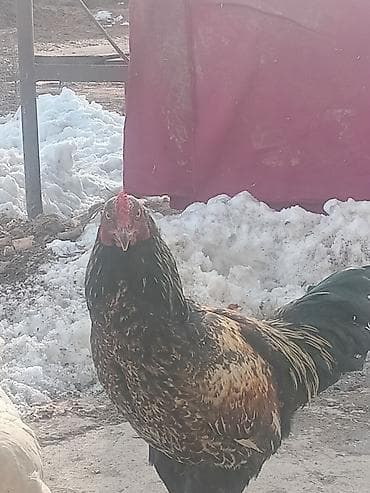 ящик для белья: Продаю | Куры | Домашняя | Несушки — 2