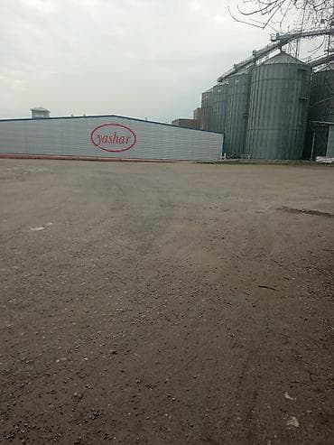 Айыл-чарба жаныбарлары: Пшеничные отруби (сыпучие) - Натуральные пшеничные отруби из — 2