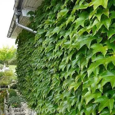 Саженцы — 10