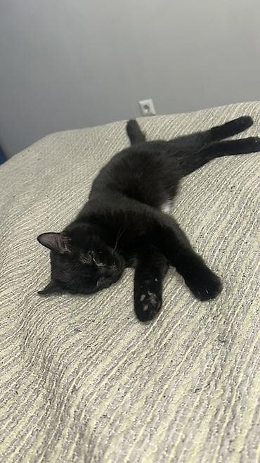 Мышыктар: 7 айлык, Эркек, Лотокко барууга үйрөтүлгөн, Эмделген — 4