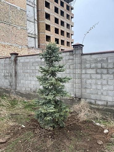 Семена и саженцы: Ель голубая (Picea pungens ‘Glauca’) — декоративные хвойные деревья — 2
