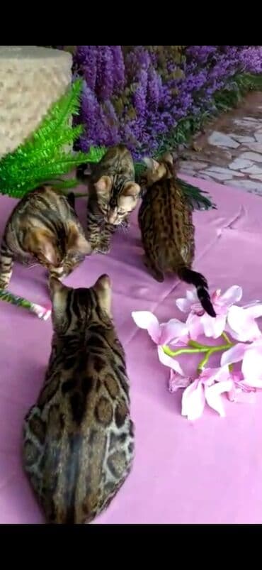 новорожденные котята: Бенгальские котята Проф.Питомник Бен Гла Мур предлагает.чудесных — 20