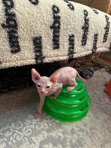 кошка сиамская: Донской сфинкс, 2 месяца, Мальчик, Белый, Приучена к лотку — 4