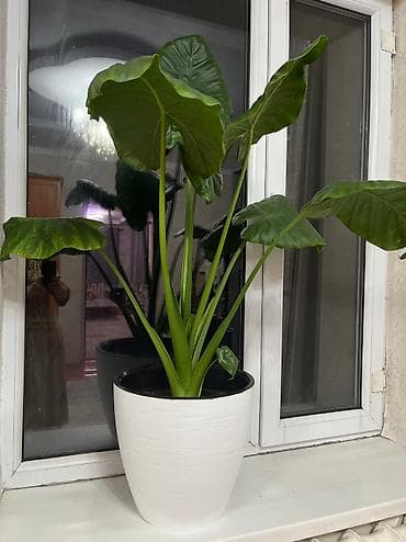 красивые горшки для цветов: Цветы тещина языка гераньфикусы,калатента, женская — 7