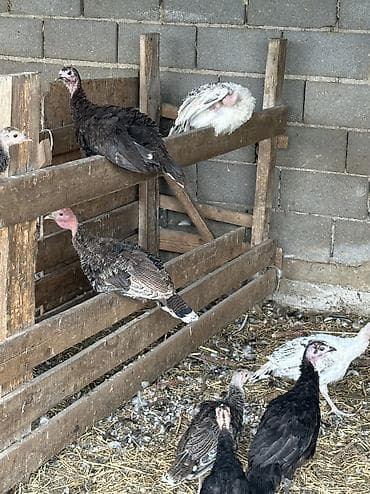 хомяки бишкек: Сатам | Ургаачы күрп (ургаачы), Эркек күрп, Балапан күрп | Аргын, Кара ханзаада, Түндүк Кавказ | Союуга, Көбөйтүү үчүн — 7