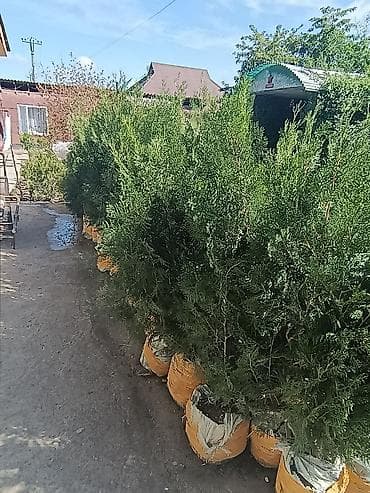 куплю деревья: СРОЧНО ПРОДАЮТСЯ ТУИ❗❗❗ 200 ШТУК❗❗❗ СОРТ КНИЖКА — 8