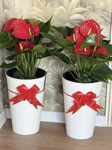 цветы комнатные: Антуриум (Anthurium andreanum) в декоративном кашпо - Яркие — 2