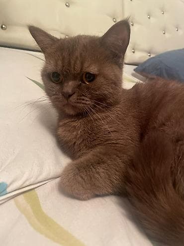 шотландский кот цена: Шотландские котята (Scottish Fold/Scottish Straight) Описание: - — 2