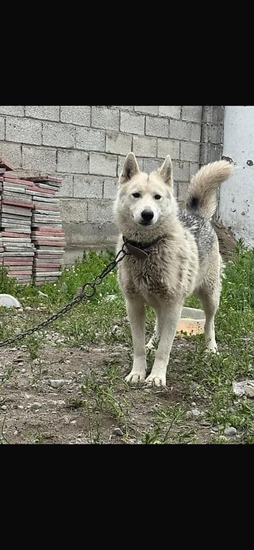 Хаски, 1 год, Самка