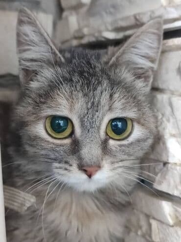 котенка в добрые руки: Ищем дом котёнку. Мальчик. Привезём сами — 3