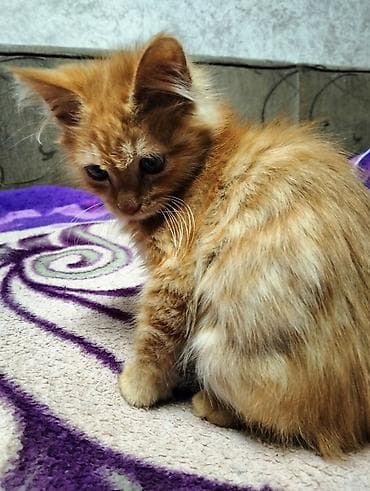 Отдам даром кошку: Кошка даром: Беспородная, 4 месяца, Мальчик, Приучена к лотку, Проглистована — 1