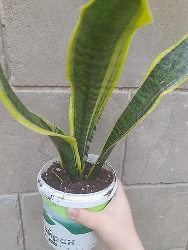 драцены: Сансевиерия (Sansevieria trifasciata) «Лориант»/«Золотая Ханни» с — 3