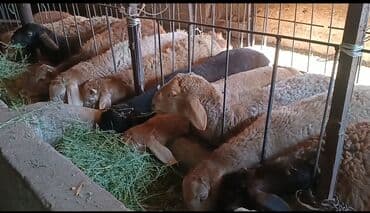 показы 1 354 72 договорная кошка даром британская короткошёрстная 1 год мальчик метис 2 позвонить написать: Продаю | Баран (самец) | Полукровка | Для разведения | Племенные — 1