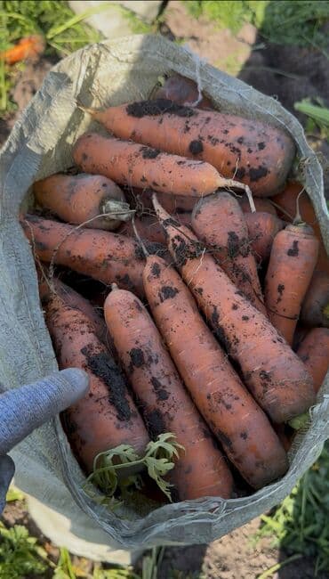набор инструментов force 142 предмета бишкек: Продаю морковь 🥕 оптом от 4-5 тон и выше и реализуем по 20 тон — 1